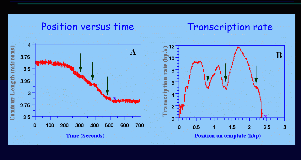 Transcription by a single molecule of RNAP. Pauses are indicated by arrows; permanent stops by (*). In A, the distance between the beads as a function of time shows the progress of the RNAP moving along the template. In B is the rate of RNAP, determined from the slopes of the plots and the position of the molecules on the template. The peak transcription rates appear in this graph as local maxima, and the temporary pauses as local minima.