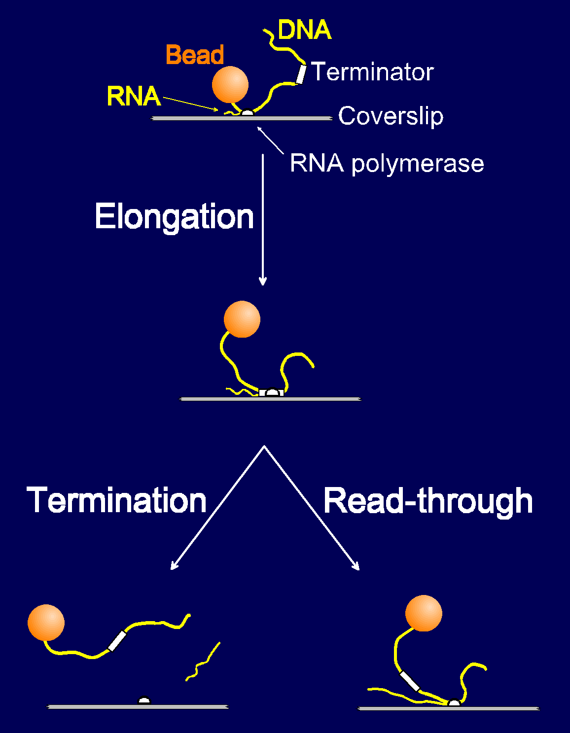 Single molecule termination experiment. Surface immobilized transcription complexes are labeled with a bead at one end of the template. RNAP moves along the template during elongation, changing the length of the DNA segment between the polymerase and the bead. On reaching the terminator, the enzyme either releases the DNA template and the RNA transcript (termination), or continues elongation through the terminator.