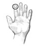 Drawing of an open hand with a circle drawn around the tip of the index finger to show what a serving size of 1 teaspoon looks like.