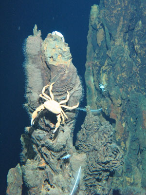 Crab on extinct sulfide structure