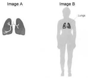 Image 1 shows a set of human lungs and Image 2 shows the human body containing the lungs, with an arrow pointing to the lungs labeling them 