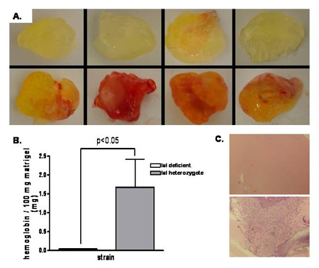 The data suggests that IαI is important for the angiogenic response to hyaluronan.