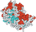 A space-filling molecular model attempts to show atoms as spheres whose sizes correlate with the amount of space the atoms occupy. The same atoms are colored red and light blue in this model and in the ribbon diagram.