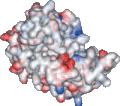 A surface rendering of the same protein shows its overall shape and surface properties. The red and blue coloration indicates the electrical charge of atoms on the protein's surface.