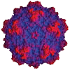 Agbandje-McKenna's three-dimensional structure of a mouse virus shows that it resembles a 20-sided soccer ball.