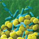 Scanning electron micrograph showing two types of bacteria. Courtesy of Tina Carvalho, University of Hawaii at Manoa.