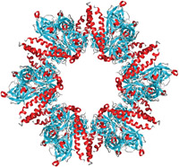 A mix of alpha helices and beta sheets