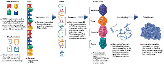 Illustration that supports that genes are made of DNA which itself is composed of small molecules called nucleotides connected together in long chains. A run of three nucleotides encodes one amino acid.