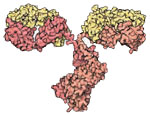 Antibodies are immune system proteins that rid the body of foreign material, including bacteria and viruses. The two arms of the Y-shaped antibody bind to a foreign molecule. The stem of the antibody sends signals to recruit other members of the immune system.