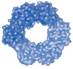 Some proteins latch onto and regulate the activity of our genetic material, DNA. Some of these proteins are donut shaped, enabling them to form a complete ring around the DNA. Shown here is DNA polymerase III, which cinches around DNA and moves along the strands as it copies the genetic material.