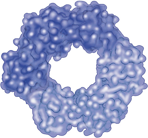 Some proteins latch onto and regulate the activity of our genetic material, DNA. Some of these proteins are donut shaped, enabling them to form a complete ring around the DNA. Shown here is DNA polymerase III, which cinches around DNA and moves along the strands as it copies the genetic material.