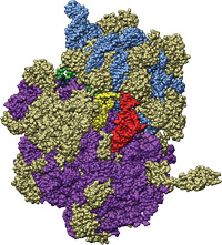 Examining ribosomal structures in detail will help researchers better understand the fundamental process of protein production. It may also aid efforts to design new antibiotic drugs or optimize existing ones. Courtesy of Catherine Lawson, Rutgers University and the RCSB Protein Data Bank