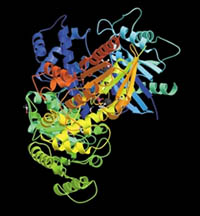 Members of a family of molecules, called G proteins, often act as conduits to pass the molecular message from receptor proteins to molecules in the cell's interior. RCSB Protein Data Bank (http://www.pdb.org)