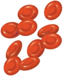 Normal Red Blood Cells