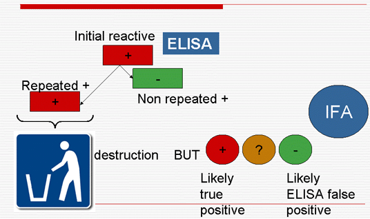 Information to blood donor:  IFA (not qualifying test