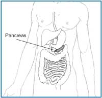 Pancreas