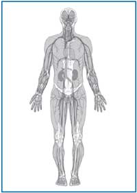 Vascular system