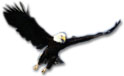 picture of bald eagle