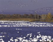 Bosque Del Apache National Wildlife Refuge in New Mexico
