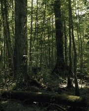 photo of Great Dismal Swamp in North Carolina