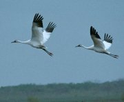 whooping cranes