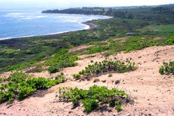 The State of Hawaii was awarded a grant to acquire these coastal dunes and wetlands. Photo FWS.