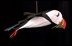 Puffin ornament by Andreas R. von Hoyningen-Huene, Arrowsie, ME