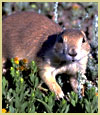 [Photograph]: Squirrel posing for a picture.