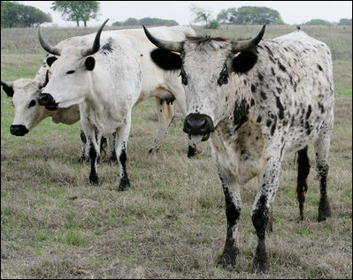 Longhorn cattle, who live on the President and Mrs. Bush's Prairie Chapel Ranch in Crawford, Texas, walk along their pasture April 2, 2006.
