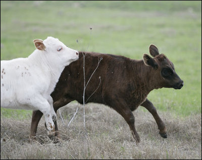 Longhorn calves romp at the Bush Ranch in Crawford, Texas Monday, April 2, 2006.
