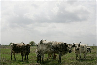 Longhorn cattle, who live on the President and Mrs.Bush's Prairie Chapel Ranch in Crawford, Texas, run towards the camera for their close-up April 2, 2006.
