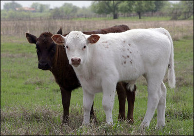 Longhorn calves look at the camera as they romp at the Bush Ranch in Crawford, Texas Monday, April 2, 2006.