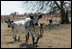 Longhorn Cattle, who live on President and Mrs. Bush's Prairie Chapel Ranch in Crawford, Texas, run towards the camera for their close-up, February 2006.