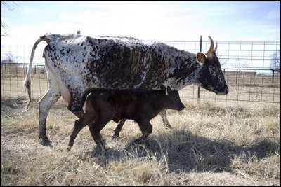 A Longhorn Calf stays close to it's mother's side on President and Mrs. Bush's Prairie Chapel Ranch in Crawford, Texas, February 2006.