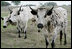 Longhorn cattle, who live on the President and Mrs. Bush's Prairie Chapel Ranch in Crawford, Texas, walk along their pasture April 2, 2006.