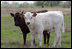 Longhorn calves look at the camera as they romp at the Bush Ranch in Crawford, Texas Monday, April 2, 2006.