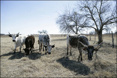 Longhorn Cattle, who live on President and Mrs. Bush's Prairie Chapel Ranch in Crawford, Texas, enjoying grazing on a sunny day, February 2006.