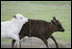 Longhorn calves romp at the Bush Ranch in Crawford, Texas Monday, April 2, 2006.