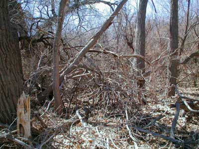 Photograph of a forested area with high fuel loadings.