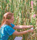 purple loosestrife