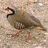 Chukar bird at the Nevada Test Site