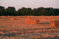 Straw Bales in District