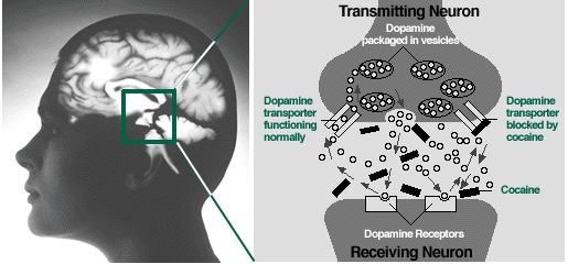 Dopamine uptake in the brain blocked by cocaine