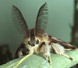 Spotlight Image: Gypsy Moth