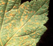 Spotlight Image: White Pine Blister Rust