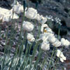 White Poppy's at the Nevada Test Site