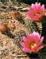 http://www.nv.doe.gov/library/photos/thumbs/cactus3.jpg