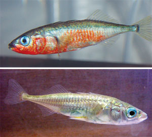 male therespin sticklebacks
