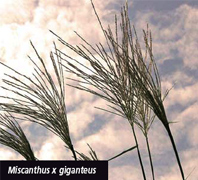 Miscanthus x giganteus