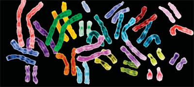 multi-coloured chromosomes